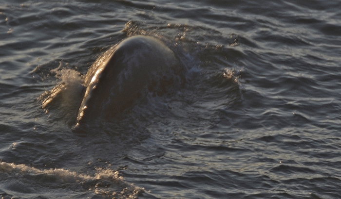 gray whale sighting